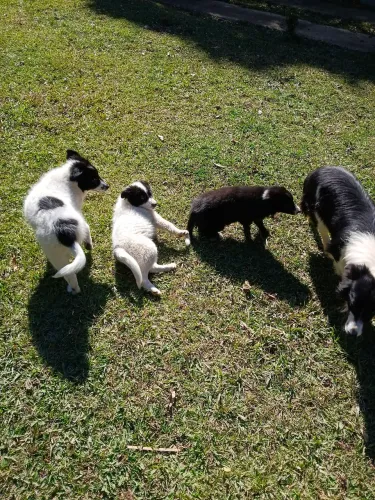Filhotes de cachorros.