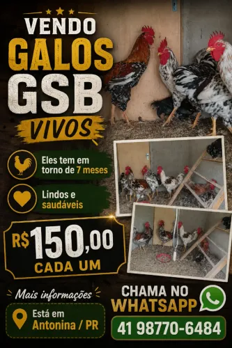 Vendo GALOS da raça GSB VIVOS e Ovos em Antonina PR