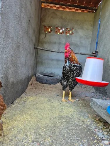 Venda de ovos de galinha sertaneja balão