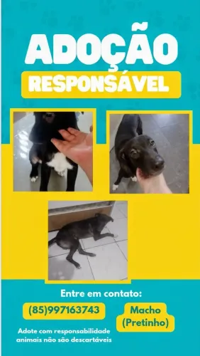 Adoção responsável cachorro vira lata 9 meses de idade