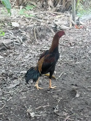 Vendo esse galo índio