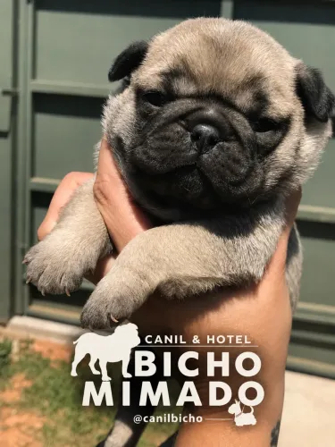 Filhotes de pug