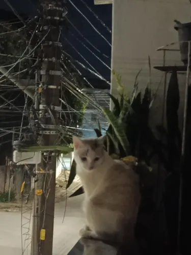 Gato macho