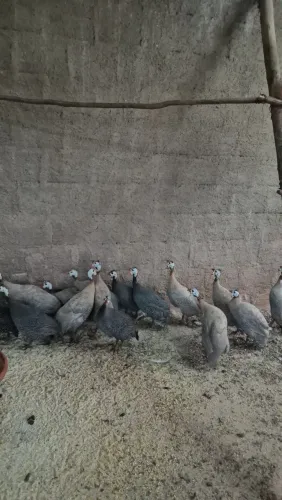 Galinhas de angola