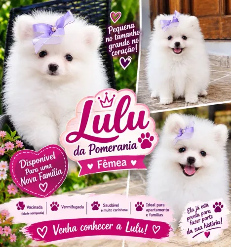 Lulu da Pomerania Fêmea 
