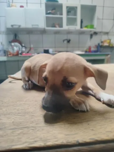CACHORRO FILHOTE FÊMEA A DOAÇÃO