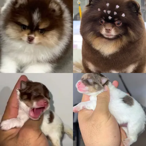 Lulu da Pomerania Anao