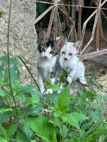 Doa-se filhotes de Gato