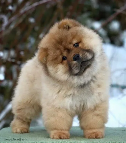 Amor de pet Chow Chow maravilhoso lllparcelo ..