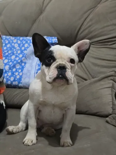 Bulldogue Francês Fêmea