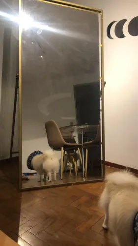 Vendo espelho com borda dourada