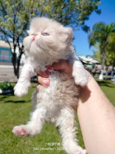 GATO PERSA TOP SHOW