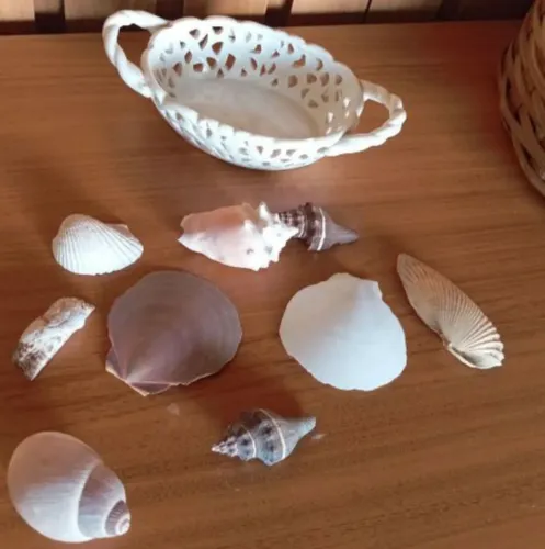 Conchas do mar para decoração
