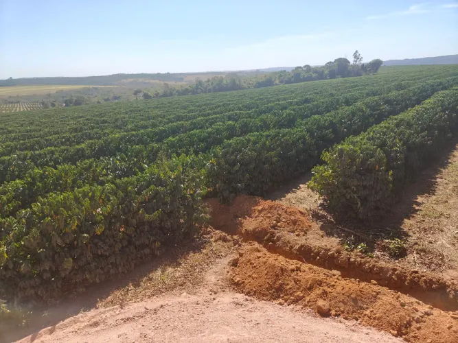OPORTUNIDADE: 94hec com Café Novo e Irrigado - Pronto para Produzir!