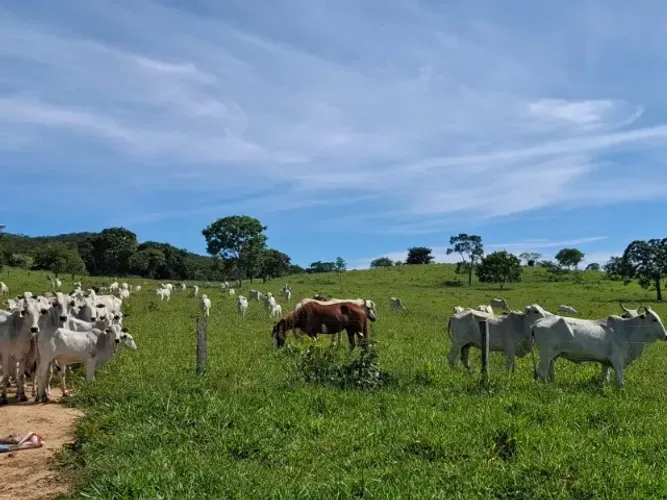 FAZENDA DE ALTO POTENCIAL EM NIQUELÂNDIA (GO) ? 105 ALQUEIRES