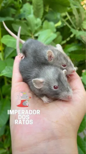 Ratinho de Laboratório 
