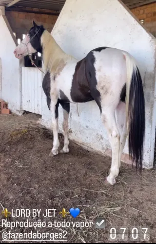 Cobertura de garanhão Paint Horse puro 