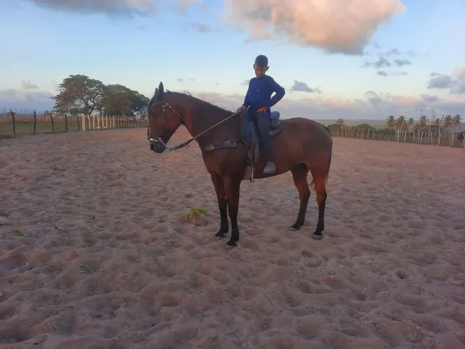 Égua quarto de milha de direita a venda .