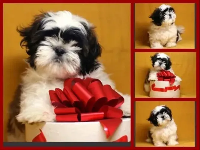 Shih-Tzu Mini Preto e Branco Fêmea - Inteligente e Super Amorosa!