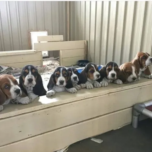 Basset Hound Disponível