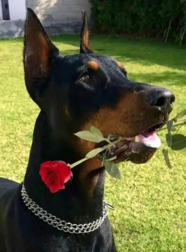 Macho de Doberman para cruza