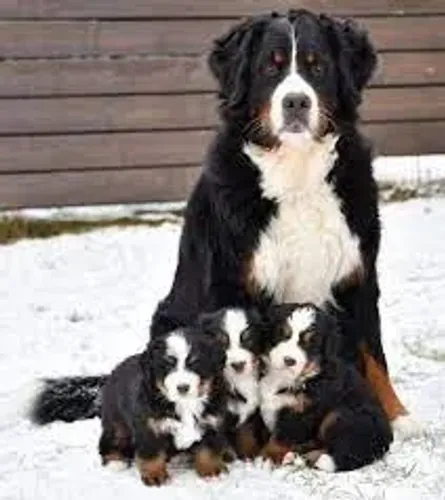 Bernese ~~ melhor custo beneficio