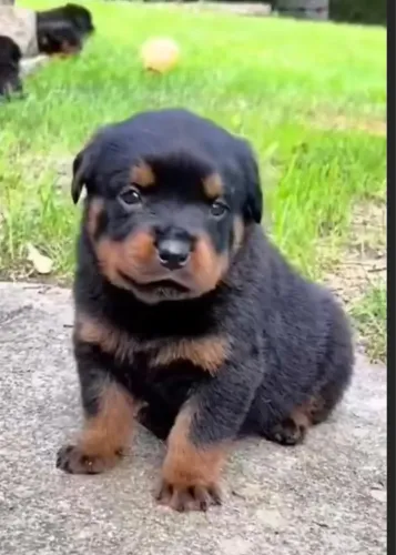 Rottweiler hilariante 