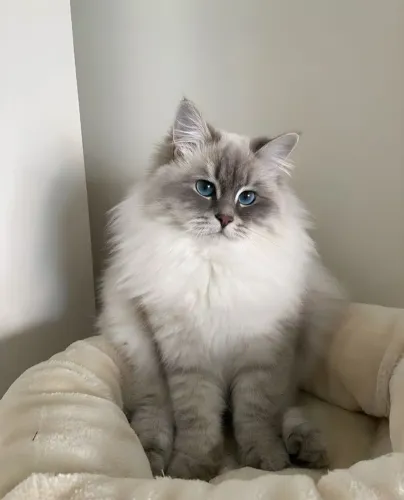 Lindo Filhote Ragdoll - Carinhoso e Sociável!