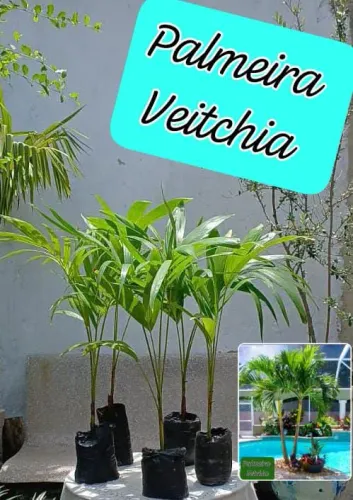 20 MUDAS PALMEIRAS VETCHIA (LIMPA  ESTOQUE)