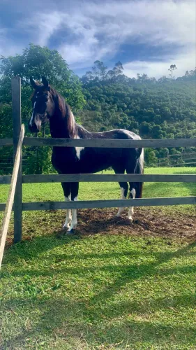 Vende se égua mangalarga 