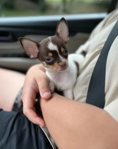 Chihuahua Filhotes Mini, Com Pedigree e Excelente Genética