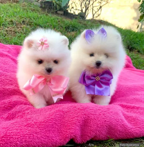Spitz /lulu /mini