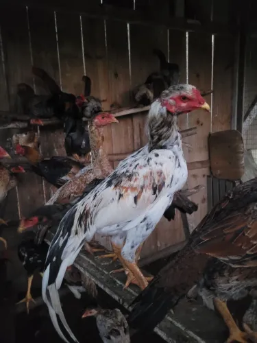 Frango indio branco prateado