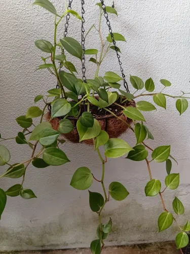 Naturais ( leia o anúncio )