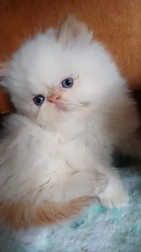 Filhotes de gatos persas