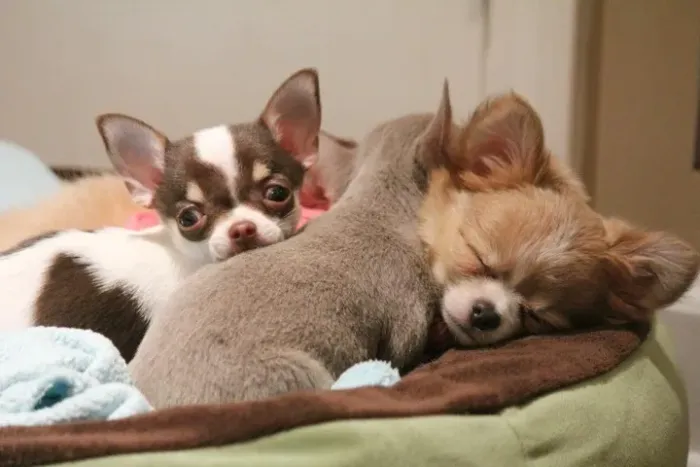 Chihuahua excelente temperamento