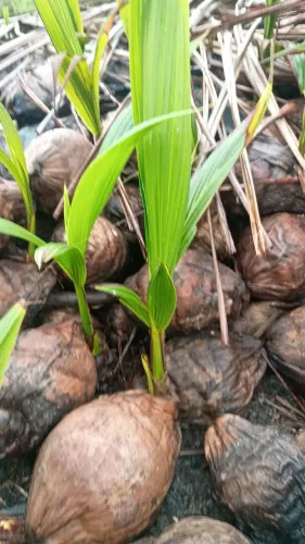 Muda de coco anão