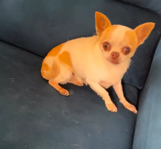 Chihuahua macho