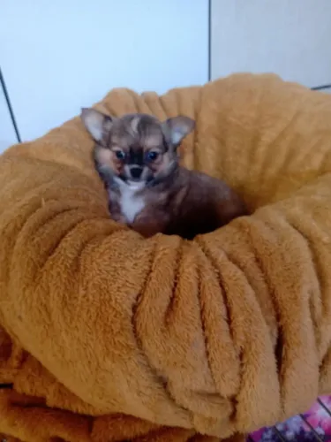 Machinho de chihuaua pelo longo