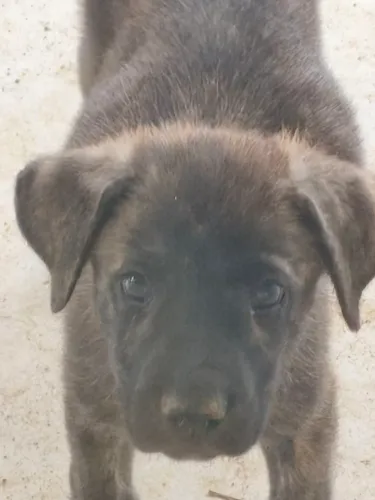 Filhote de cão de guarda para doação
