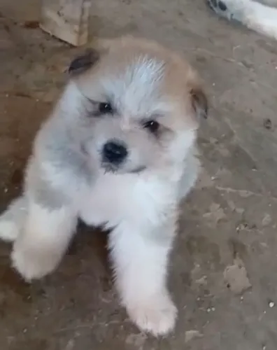 Akita filhote vermelho 