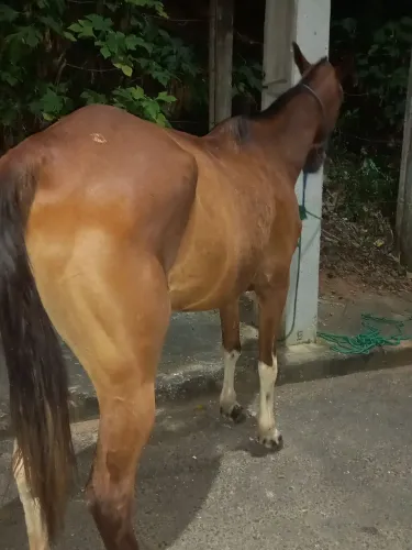 Cavalo