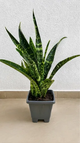 Vendo Plantas 06