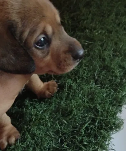 Filhote Dachshund (Salsicha) macho 