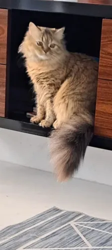 Gata persa linda 