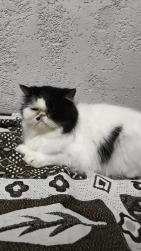 Gata persa