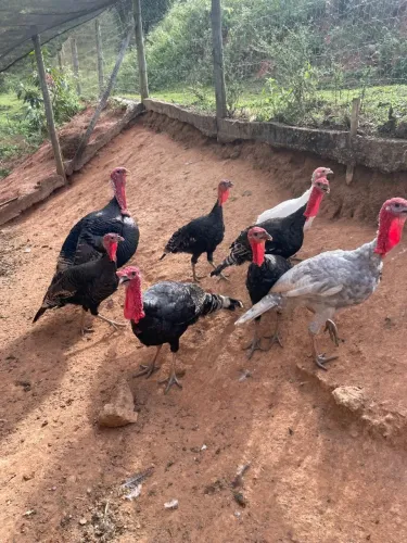 Aves perus