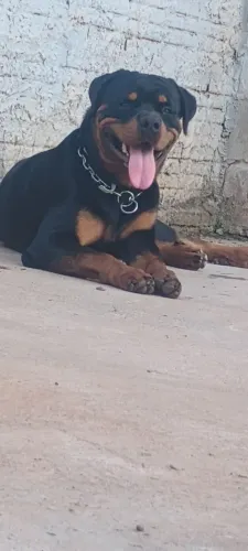 Rottweiler