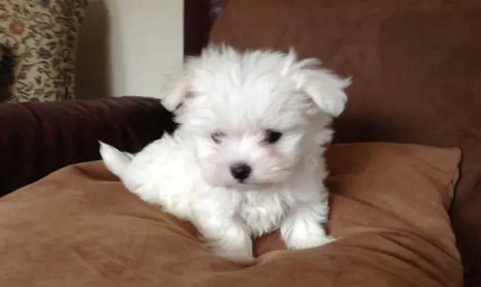 Maltês Cachorrinho especial disponível agora