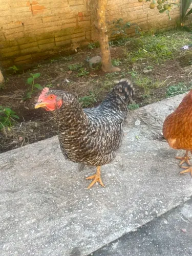 Galinha caipira